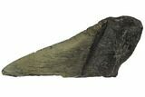 Partial Fossil Megalodon Tooth - Georgia #106961-1